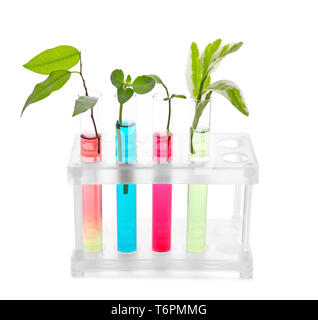 Tubes à essai avec des plantes en stand sur fond blanc Banque D'Images