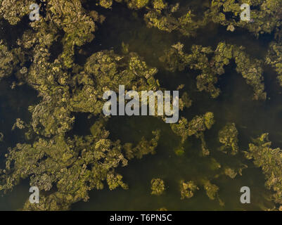 Résumé atypique antenne drone image paysage d'algues flottant sur la rivière donnant impression de champs inondés avec des arbres Banque D'Images