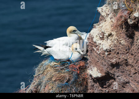 Le Fou de Bassan à la couvaison des falaises rouges de Helgoland Banque D'Images