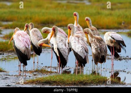 Cigognes à bec jaune (Mycteria ibis), un groupe d'oiseaux, le lac Nakuru, Kenya, Africa Banque D'Images