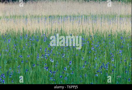 Les iris de Sibérie (Iris sibirica) en fleurs, Eriskircher Ried, Eriskirch, Bavière, Allemagne Banque D'Images