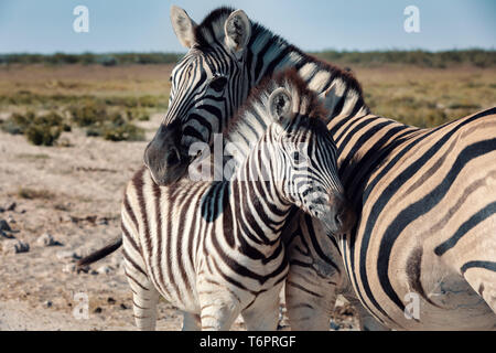 Bush, la Namibie Zebra dans la faune de l'Afrique Banque D'Images