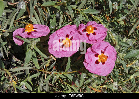 Orchid ciste dans blooming, Cistus x purpureus, Cistaceae Banque D'Images