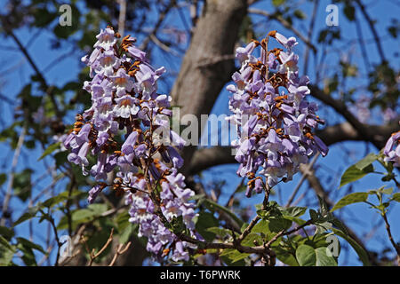 Fowers et les jeunes feuilles de Paulownia tomentosa, princesstree Banque D'Images