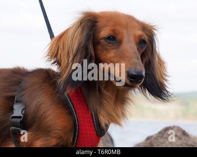 Belle brune sur un teckel à poil long à pied sur la plage. Banque D'Images