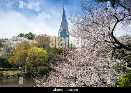 Jardin National de Shinjuku Gyoen avec Fleur de cerisier, le NTT Docomo Yoyogi Building en arrière-plan et bleu, ciel nuageux Banque D'Images