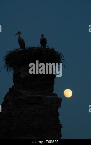 La nidification des cigognes au sommet d'une colonne dans le village turc de Selcuk pendant une pleine lune, Turquie Banque D'Images