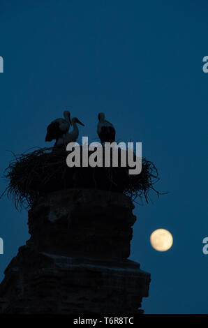 La nidification des cigognes au sommet d'une colonne dans le village turc de Selcuk pendant une pleine lune, Turquie Banque D'Images