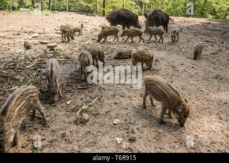 Le Sanglier, Sus scrofa, shoats Nationalpark, forêt de Bavière, Allemagne Banque D'Images