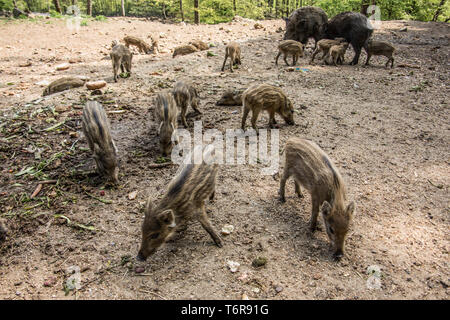 Le Sanglier, Sus scrofa, shoats Nationalpark, forêt de Bavière, Allemagne Banque D'Images