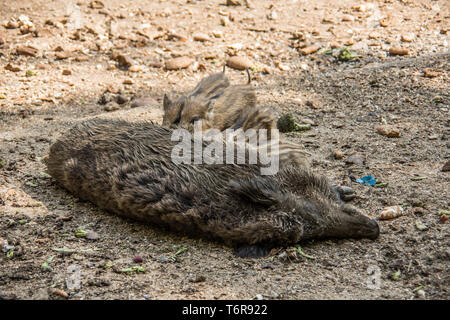 Le Sanglier, Sus scrofa, shoats Nationalpark, forêt de Bavière, Allemagne Banque D'Images