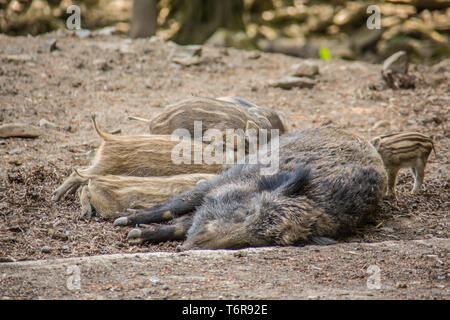 Le Sanglier, Sus scrofa, shoats Nationalpark, forêt de Bavière, Allemagne Banque D'Images