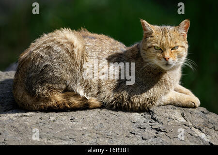 Chat Sauvage Européen, Felis silvestris, Allemagne du Sud Banque D'Images