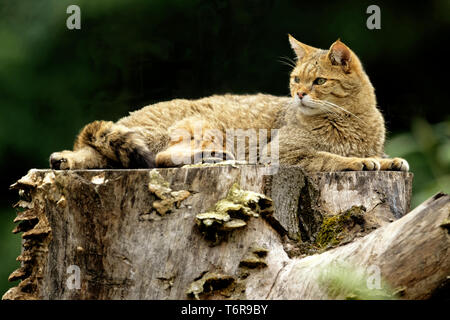 Chat Sauvage Européen, Felis silvestris, Allemagne du Sud Banque D'Images