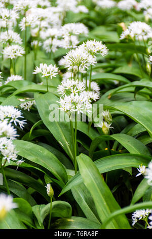 L'Allium ursinum floraison, l'ail sauvage, ramsons. C'est une espèce sauvage apparentée de l'oignon, originaire d'Europe et d'Asie, où elle pousse dans les bois humides. Banque D'Images