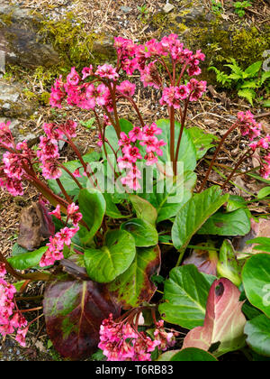 A l'aspect du feuillage persistant et rouge-rose fleurs de printemps de la plante vivace, Parthenocissus 'Bressingham Salmon' Banque D'Images