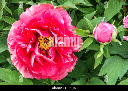 Pivoine d'arbre chinois, Paeonia x suffruticosa Fen Mian Tao Hua, jardin de pivoine rouge, fleur et bourgeon Banque D'Images