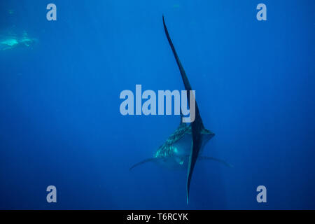 Un plongeur à l'approche d'un requin-baleine (Rhincodon typus) dans le compartiment de Honda, Puerto Princesa, Palawan, aux Philippines. Banque D'Images