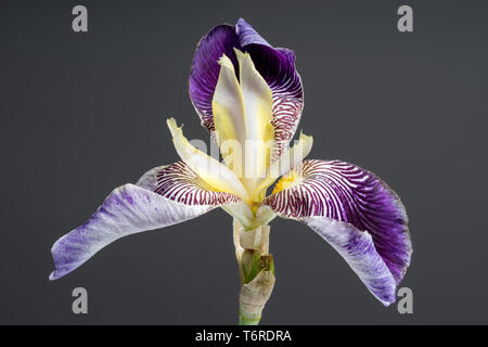 Salonique bloom. Belle fleur de printemps pétales ouvertes. Blanc avec bords violet fleur d'iris en fleurs. Banque D'Images