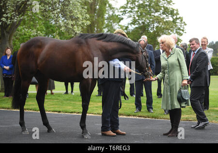 La duchesse de Cornouailles alimente une carotte pour un étalon nommé Time Test lors d'une visite au Haras National à Newmarket. Banque D'Images