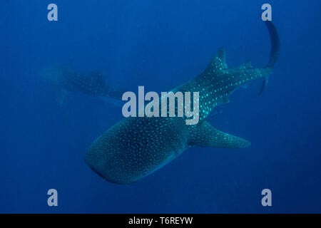 Une paire de requins baleine Rhincodon typus ( ) en passant dans le compartiment de Honda, Puerto Princesa, Palawan, aux Philippines. Banque D'Images