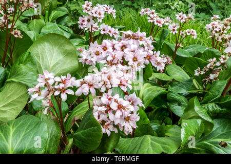 Oreilles d'éléphant Bergenia Biedermeier, plante à fleurs pour l'ombre partie du jardin Bergenias plantes de couverture de sol Banque D'Images