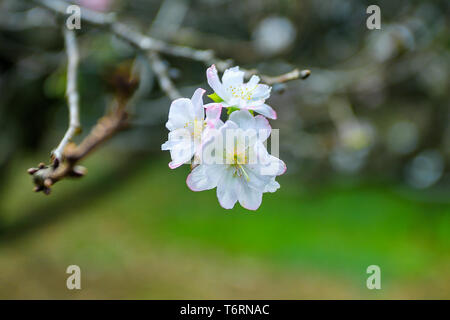 Belle Sakura blanc Banque D'Images