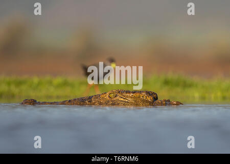 Le crocodile du Nil (Crocodylus niloticus) dans l'eau avec un butor (Amaurornis flavirostra) sur la banque, Zimanga Private Game Reserve, KwaZulu-Nata Banque D'Images