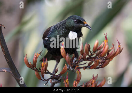 Un perchoir Tui pour se nourrir de certains (Lin Harakeke) dans la région de Wellington, Nouvelle-Zélande Banque D'Images