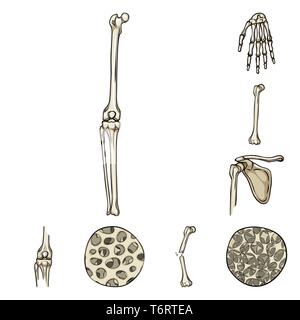 Genou,poignet,fibre fracture du fémur,,,ostéoporose,joints,occasion,casse,bassin,sain,osseuses,la douleur,cell,,ménisque,calcium,péroné jambe,hanche,scientifique,tissu,parti pris corps,ossature,shin,muscle pelvien,dommage,conjonctif,os,,squelette anatomie,des,organes,médical,médecine,clinique,biologie,,set,icône,,illustration,collection,isolé,design,graphisme,élément signe,caricature,couleur,vecteurs vecteur , Illustration de Vecteur