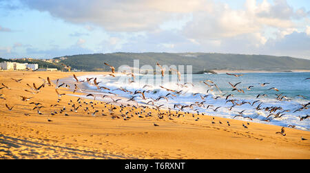 Mouettes volantes sur plage de Albufeira resort, Portugal Banque D'Images