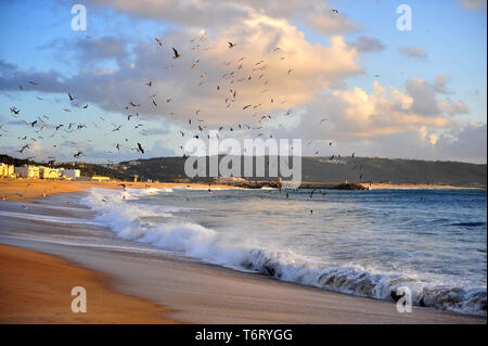 Avis de Nazare plage de sable avec Mouettes volantes sur le coucher du soleil, Portugal Banque D'Images