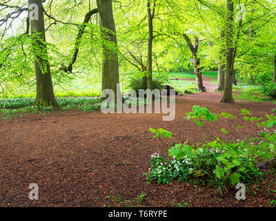 Bois de hêtre à Jacob Smith Park au printemps au nord Yorkshire Angleterre Knaresborough Banque D'Images