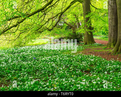 L'ail sauvage fleurs sous les hêtres à Jacob Smith Park au printemps au nord Yorkshire Angleterre Knaresborough Banque D'Images