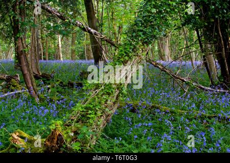 Bell des fleurs au printemps dans les bois Banque D'Images