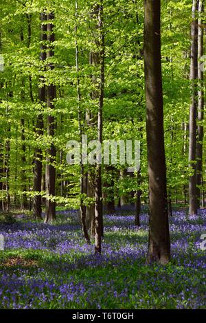 Fleurs de Bell dans la forêt de Hallebos, Belgique, Europe Banque D'Images