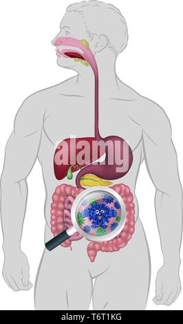 Cartoon Bactéries intestinales probiotiques La flore digestive Illustration de Vecteur