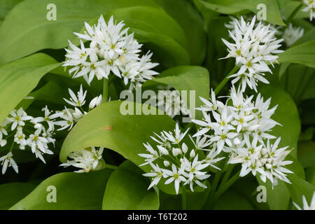 L'ail sauvage, aussi appelée ramsons ou buckrams (Allium ursinum) fleurs sauvages dans le Hampshire au cours de campagne forestiers début mai ou au printemps Banque D'Images