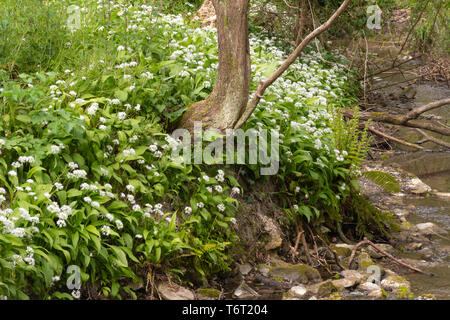 L'ail sauvage, aussi appelée ramsons ou buckrams (Allium ursinum) fleurs sauvages dans le Hampshire au cours de campagne forestiers début mai ou au printemps Banque D'Images