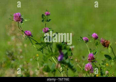 Trèfle rose sur vert prairie. Banque D'Images