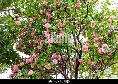 Camellia japonica Japanese fleurs roses sur arbre dans le Japon au printemps en parc Sumida et beaucoup de fleurs colorées Banque D'Images