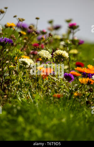 Asters et le calendula dans jardin Banque D'Images