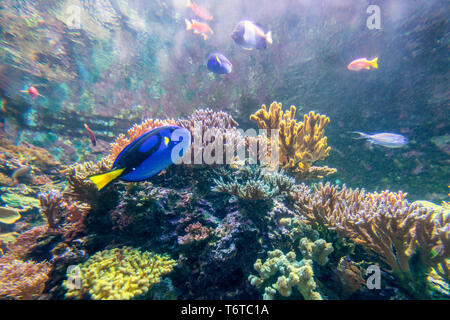 Belle et magnifique monde sous-marin avec les coraux et poissons tropicaux. Banque D'Images