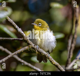 Oiseau sur une branche ; Ceylan white eye ; oiseaux endémiques ; Sri Lanka Banque D'Images