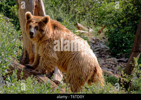 Ours brun syrien - Ursus arctos syriacus, une petite sous-espèce de l'ours brun. Banque D'Images