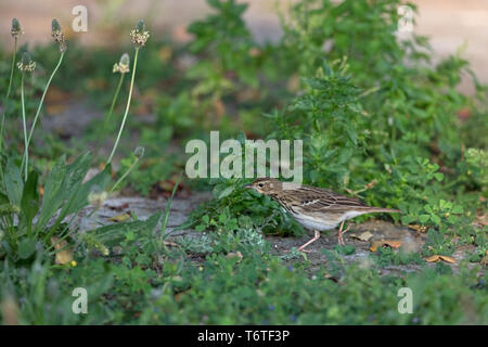 Pipit des arbres (Anthus trivialis) Banque D'Images