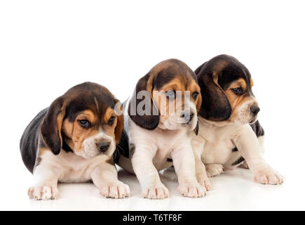 Belle chiots beagle marron et noir isolé sur fond blanc Banque D'Images