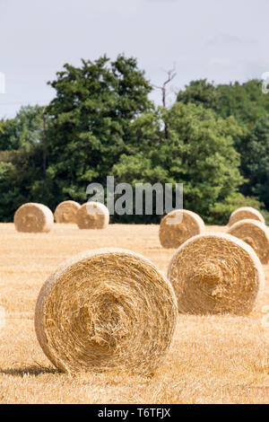 UK la récolte, faire du foin en balles de foin fraîchement - ronde / bottes de paille dans les champs. Close up de balle ronde (fin) en premier plan sur la photo. Banque D'Images