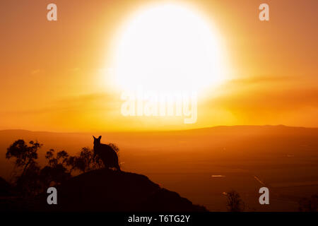 Silhouette d'un Kangourou sur un rocher avec un beau coucher de soleil en arrière-plan. L'animal est à la recherche vers la caméra. Cette photo a été tirer sur une colline. Banque D'Images