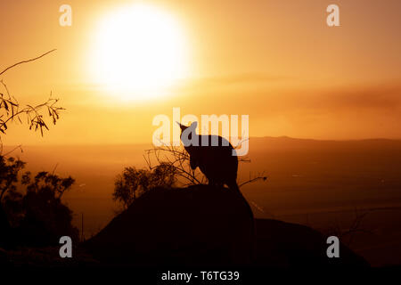 Silhouette d'un Kangourou sur un rocher avec un beau coucher de soleil en arrière-plan. L'animal est à la recherche vers la caméra. Cette photo a été tirer sur une colline. Banque D'Images